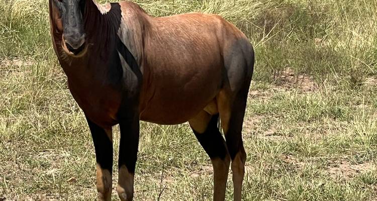 Un antílope solitario se encuentra en la hierba seca de la sabana bajo la luz solar brillante.