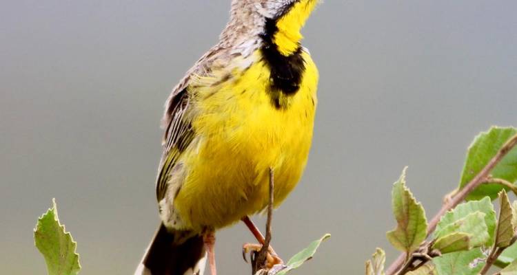 Un pájaro cantor amarillo brillante se posa en una ramita contra un fondo apagado.