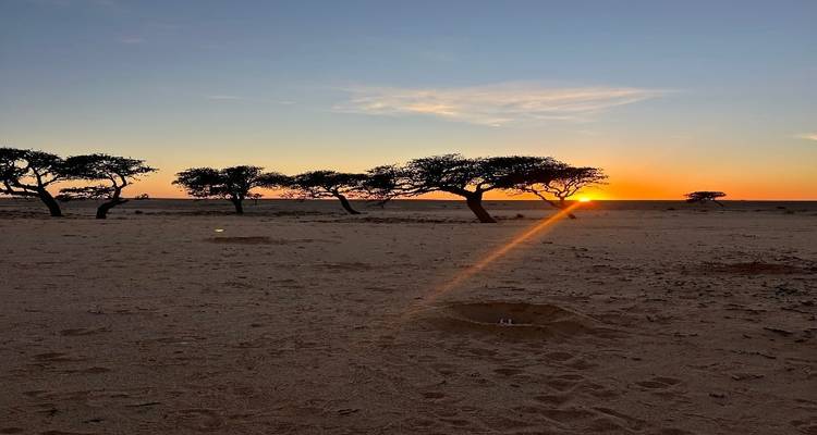 Desert landscape with sparse acacia trees at sunset with orange sky and sun flare