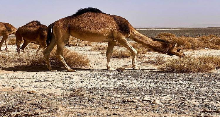 Kameel die schaarse woestijnstruiken eet op een droge vlakte