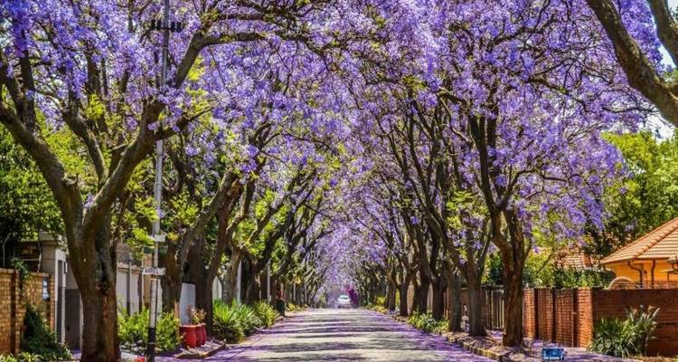 Enchanting residential street lined with blossoming purple jacaranda trees forming a floral tunnel.