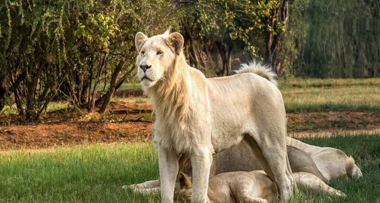 Majestic white lion standing alert in grassy enclosure with other lions resting behind.