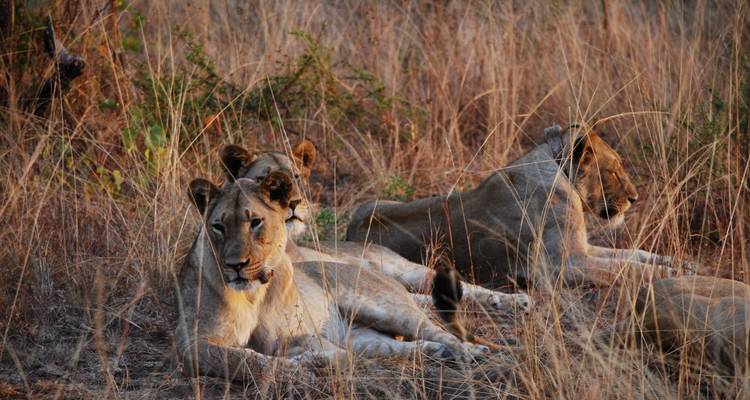 Trois lionnes se reposent dans les hautes herbes sèches de la savane à l'heure dorée.