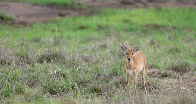 Une petite antilope se tient en alerte dans une prairie verte.