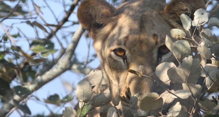 Gros plan sur l'œil d'un lion qui scrute à travers des branches feuillues dans une lumière tachetée.