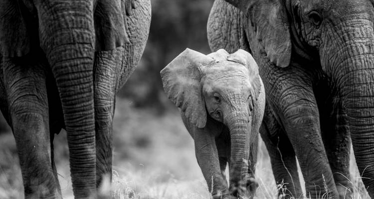 Photo en noir et blanc d'un éléphanteau marchant entre deux éléphants adultes.