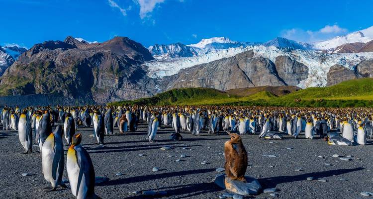 Thousands of king penguins stand together on a stony beach with dramatic glacier-lined mountains beyond