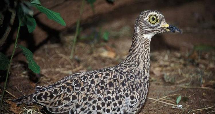 Een gecamoufleerde grondvogel met opvallende gele ogen staat tussen lage begroeiing.