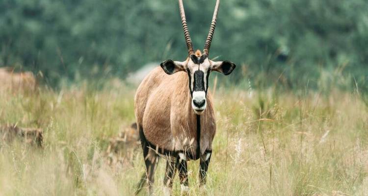 Een majestueuze oryx antilope met lange rechte hoorns staat in groenachtig grasland met het gezicht naar de camera.