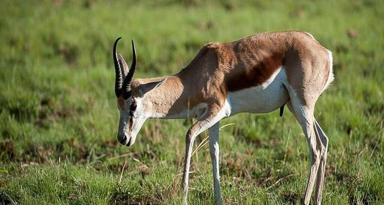 Een springbok graast vredig op een groene grasrijke vlakte onder zacht licht.