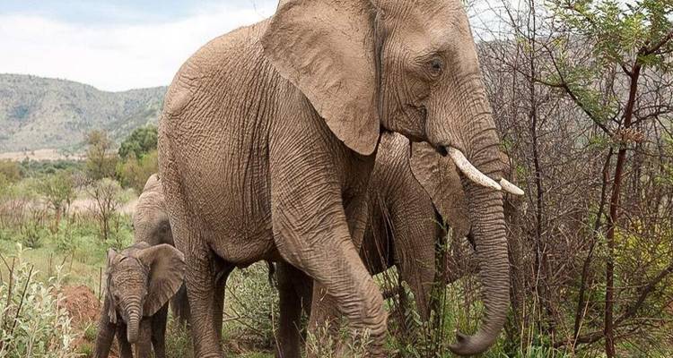 Close-up van een moederolifant en haar kalf die door struikgewas bewegen met heuvels in de verte.