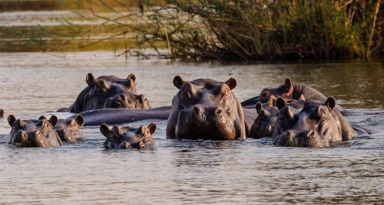 Gruppe neugieriger Flusspferde, die ihre Köpfe über die Wasseroberfläche im Fluss stecken.