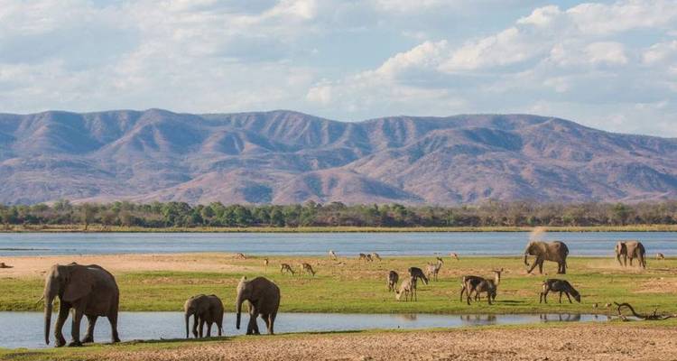Elefanten und Antilopen grasen neben einem spiegelnden Wasserloch mit violett getönten Bergen im Hintergrund.