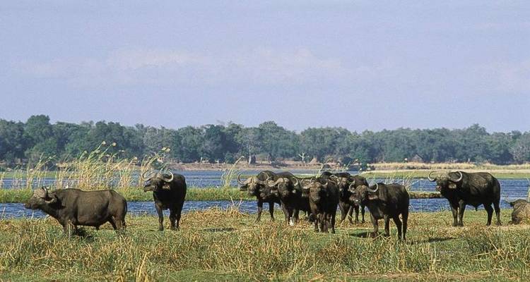 Herde afrikanischer Büffel, die im hohen Gras nahe einem blauen Fluss mit Waldhintergrund steht.