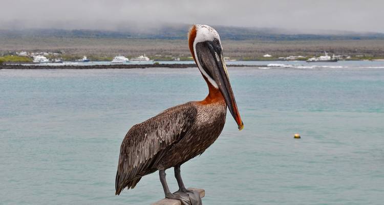 Brown pelican resting on wooden rail above turquoise harbor waters of the Galápagos