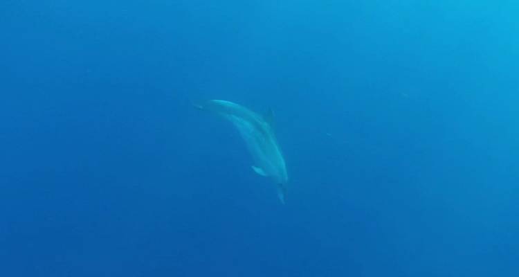 Single dolphin swimming in deep blue water captured underwater.
