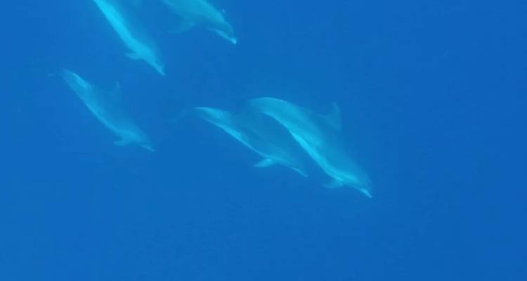 Group of dolphins gliding underwater in the deep ocean.