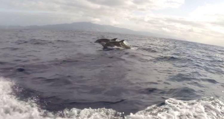 Distant dolphins breaching the ocean surface near a boat wake with hazy mountains on horizon.