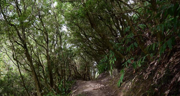 Shaded hiking trail winding beneath dense laurel forest canopy