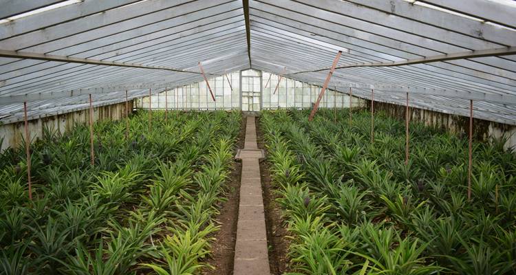 Long greenhouse aisle filled with rows of pineapple plants