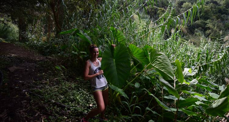 Smiling traveller holding an enormous taro leaf along forest trail