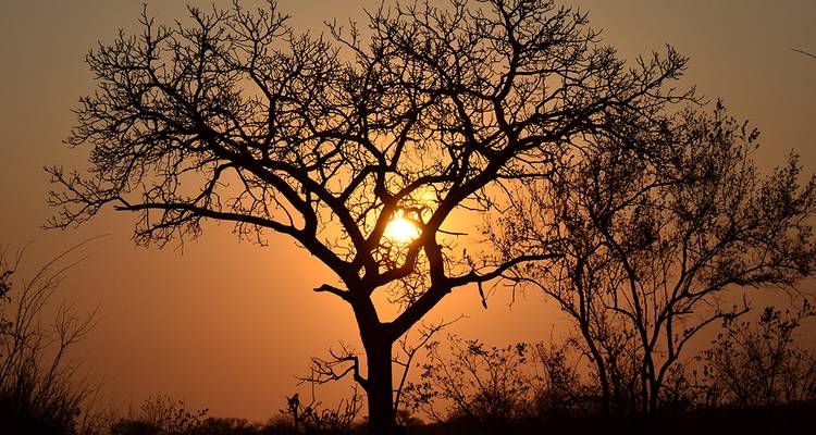 Silueta de un árbol solitario contra un cielo anaranjado de atardecer africano.