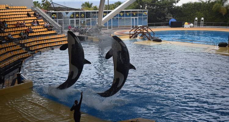 Two orcas leap high from the pool while a trainer raises an arm in silhouette before spectators
