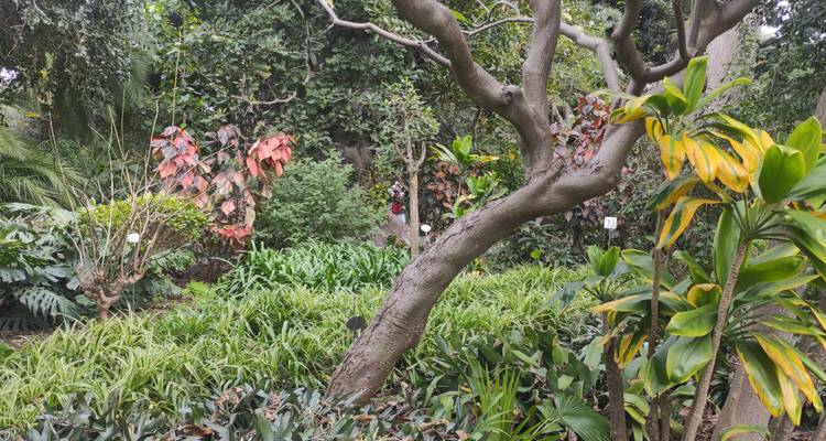 Lush botanical garden scene with twisted tree trunk and diverse green foliage