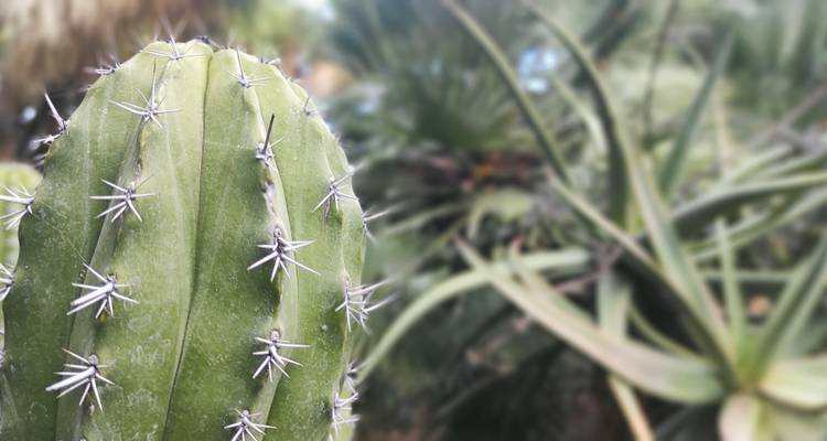 Close-up of a green cactus column with sharp white spines, blurred succulent garden behind