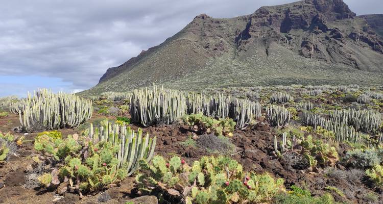 Desert-like field of tall cacti and volcanic soil with rugged mountain ridge beyond