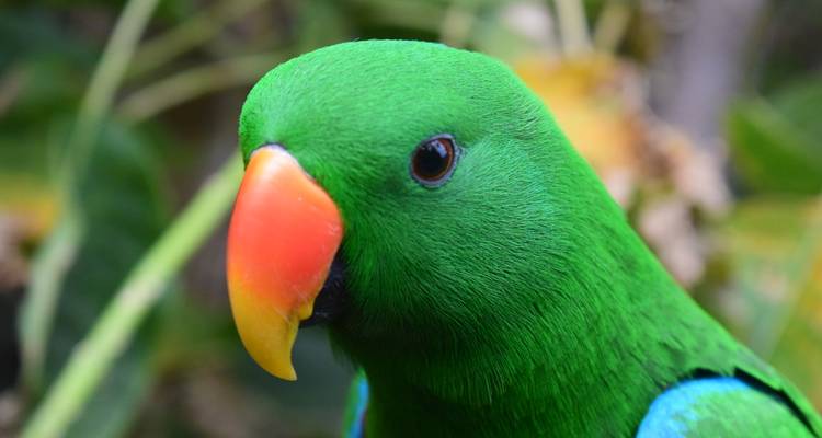 Vivid close-up portrait of a bright green parrot with orange beak against blurred foliage