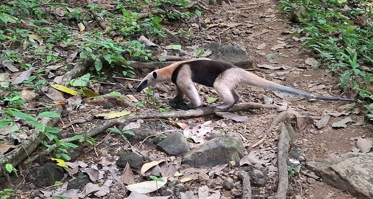 Tamandua anteater walking along a forest trail littered with leaves and roots.