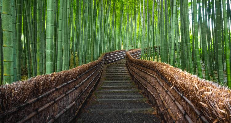 Serene pad van opstijgende treden die kronkelt door een dicht smaragdgroen bamboebos in Kyoto.