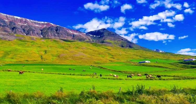 Verdant farmland with grazing cows lies at the foot of rugged, snow-tipped mountains beneath a vivid blue sky.