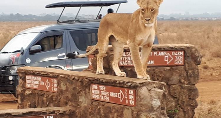 Lion standing confidently atop a stone directional sign inside a game reserve track