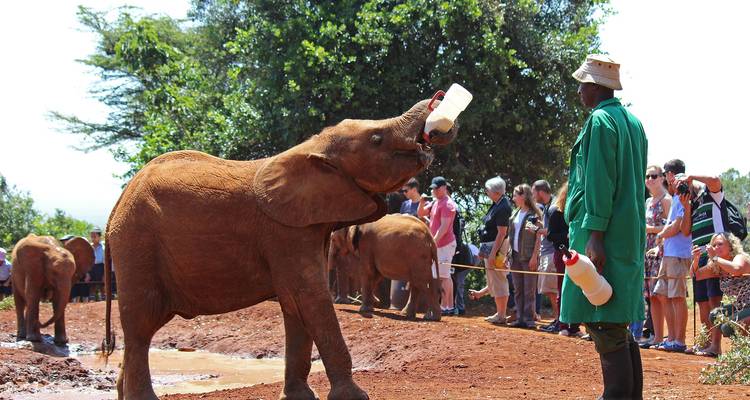 Caretaker in green coat bottle-feeding a baby elephant while visitors watch behind a rope