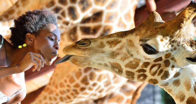 Close encounter as a woman kisses a giraffe’s tongue against a blurred background of other giraffes