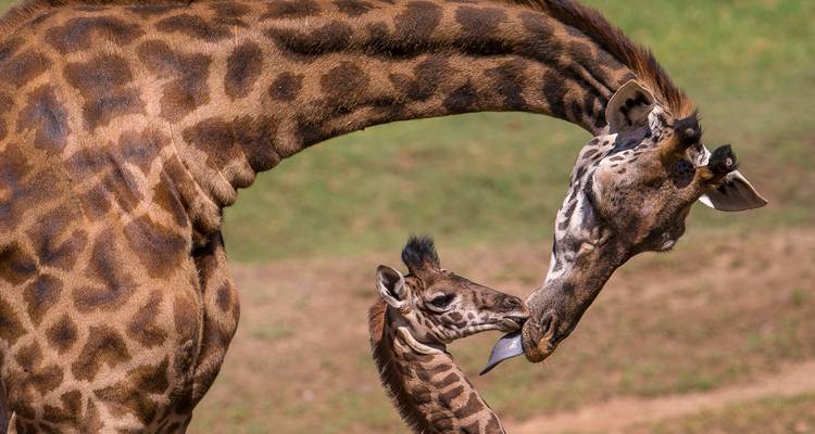 Adult giraffe bending to nuzzle its calf in a grassy enclosure