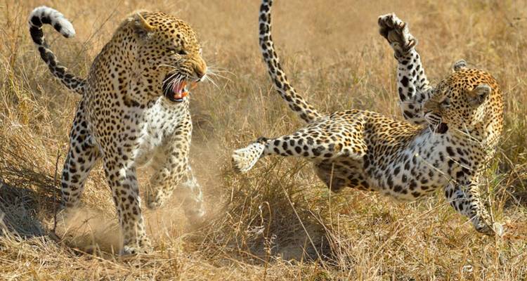 Two leopards in an intense mid-air fight kicking up dust in dry grass.