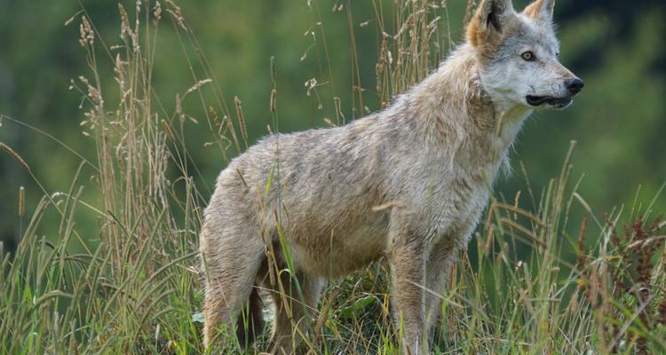 Solitary Indian wolf standing alert among tall grass and greenery.