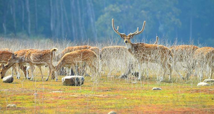 Group of spotted deer feeding peacefully with a stag watching over.