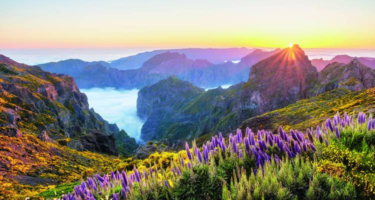 Sonnenaufgang über den zerklüfteten Gipfeln Madeiras und einem Wolkenmeer, im Vordergrund blühende violette Echiumpflanzen