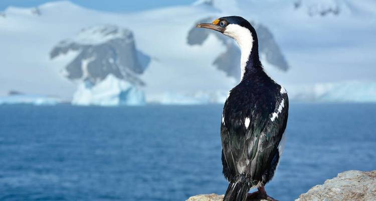 A black-and-white Antarctic cormorant poses on a rock with icy mountains and blue sea behind.