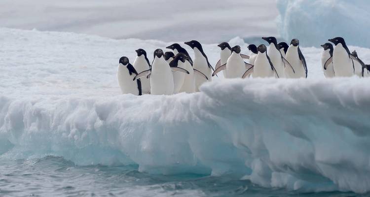 A line of Adelie penguins clusters on the edge of a blue-tinged ice shelf above frigid Antarctic waters.