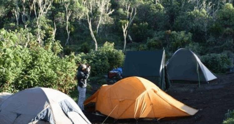 Several camping tents set among lush shrubs with trekker photographing scene