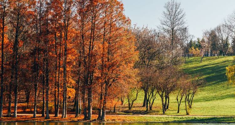 Rij van hoge bomen in herfstkleuren naast een grasrijke heuvel en rustige vijver in gouden licht