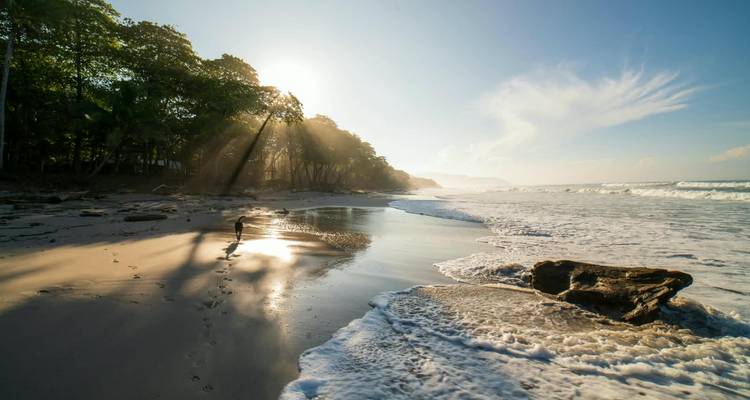 Early morning sun beams through coastal trees onto an empty sandy beach with lone walker.