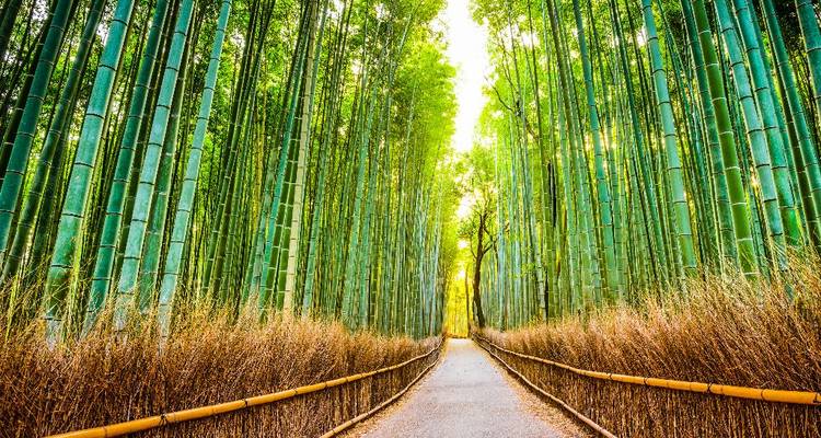 Recht pad door hoge groene bamboebos met zacht licht.