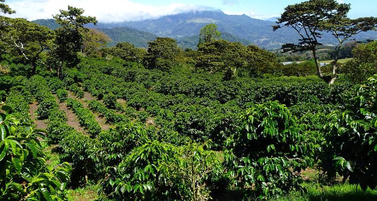 Neat rows of coffee bushes blanket rolling hills with distant misty mountains beyond.