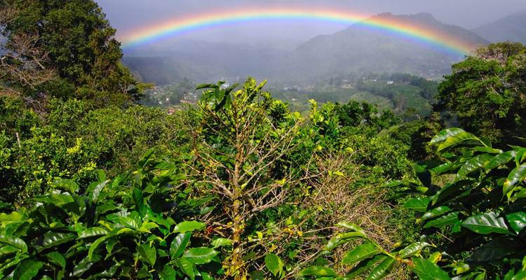 A vibrant rainbow arcs over verdant coffee plants and misty mountain valleys.